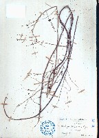 多子漿果莧藏品圖，第1張