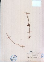 假川牛膝、杯莧藏品圖，第1張