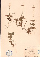 假川牛膝、杯莧藏品圖，第1張