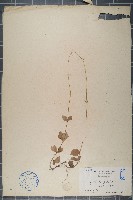 假川牛膝、杯莧藏品圖，第1張