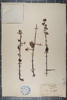 腺果藤藏品圖，第1張