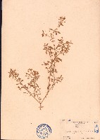 長梗星栗草、簇花粟米草藏品圖，第1張