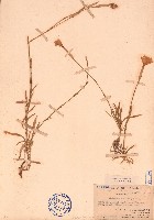 長萼石竹、長萼瞿麥藏品圖，第1張