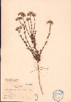 白鼓釘藏品圖，第1張