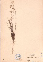 白鼓釘藏品圖，第1張