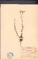 白鼓釘藏品圖，第1張