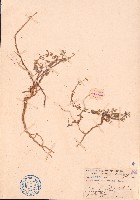 大花白鼓釘藏品圖，第1張