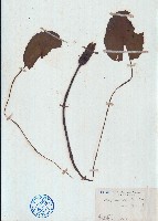 藍睡蓮藏品圖，第1張