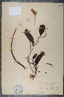藍睡蓮藏品圖，第1張