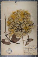 厚葉鐵線蓮藏品圖，第1張