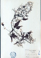 威靈仙藏品圖，第1張