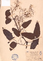 麥氏鐵線蓮藏品圖，第1張