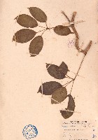 野木瓜藏品圖，第1張