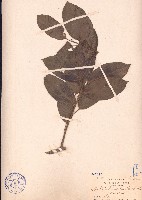 崖藤藏品圖，第1張