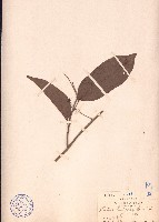 崖藤藏品圖，第1張