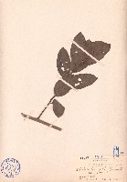 崖藤藏品圖，第1張