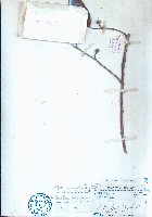 崖藤藏品圖，第1張