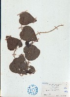 毛葉輪環藤藏品圖，第1張