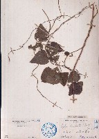 毛葉輪環藤藏品圖，第1張