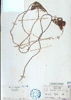 毛葉輪環藤藏品圖，第1張