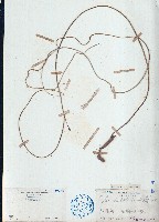 毛葉輪環藤藏品圖，第1張