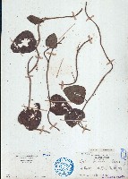 毛葉輪環藤藏品圖，第1張