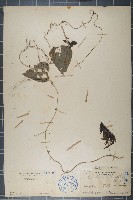 毛葉輪環藤藏品圖，第1張