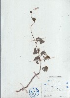 毛葉輪環藤藏品圖，第1張