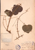 秤鉤風/蒼白秤鉤風藏品圖，第1張