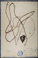 蒼白秤鉤風藏品圖，第1張