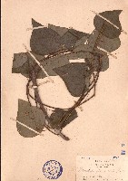 蒼白秤鉤風藏品圖，第1張