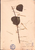 蒼白秤鉤風藏品圖，第1張