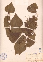 細圓藤藏品圖，第1張