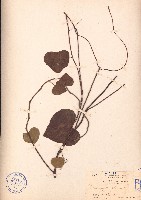 細圓藤藏品圖，第1張