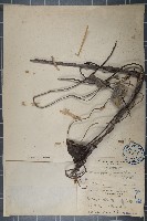 細圓藤藏品圖，第1張