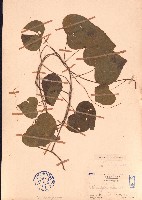 細圓藤藏品圖，第1張