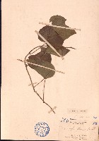 細圓藤藏品圖，第1張