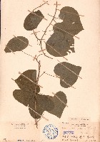 細圓藤藏品圖，第1張