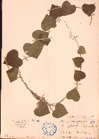 細圓藤藏品圖，第1張