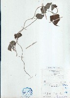 細圓藤藏品圖，第1張