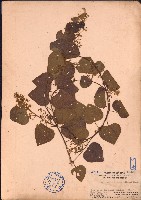 細圓藤藏品圖，第1張