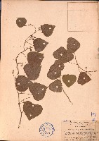 細圓藤藏品圖，第1張