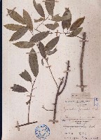 密花藤藏品圖，第1張