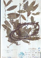 密花藤藏品圖，第1張