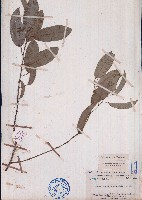 密花藤藏品圖，第1張