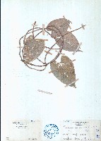 中華青牛膽、寬筋藤藏品圖，第1張