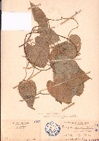 中華青牛膽、寬筋藤藏品圖，第1張