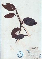 黑老虎藏品圖，第1張