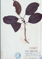 黑老虎藏品圖，第1張