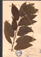 番荔枝藏品圖，第1張
